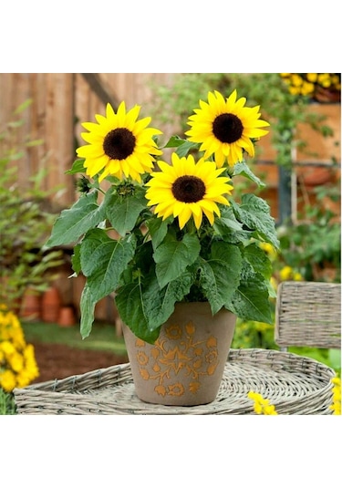 Süs Ayçiçeği Tohumu