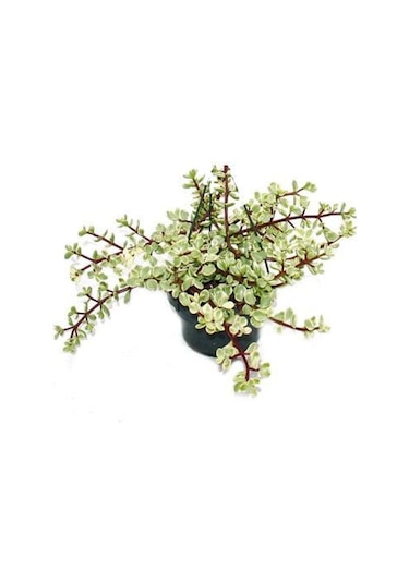 Portulaca Afra Variegata Alacalı Fil Azığı Sukulent Bitki