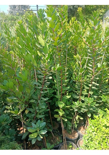 Yeşil Deniz Fidancılık Dağ Çileği Fidanı 100-150 Cm