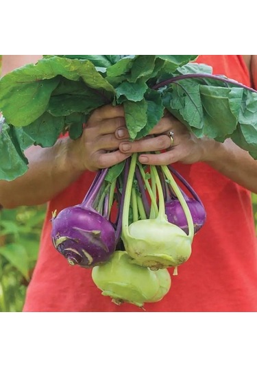 Ata Tohum Geleneksel Mixed Kohlrabi Alabaş Tohumu 15 Tohum