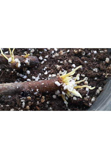 8 Litre Bitki Köklendiren Bitki Köklendirme Torfu