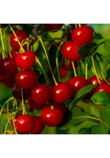 Tüplü Yarı Bodur Kütahya Vişne   Fidanı