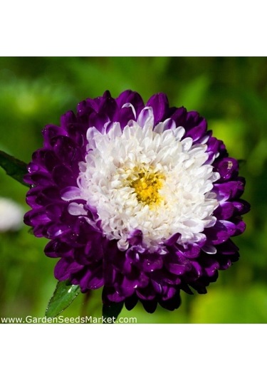 20 Adet Tohum Aster Çiçeği Tohumu Aster Çiçek Tohumu Saksı Toprak Hediyemizdir