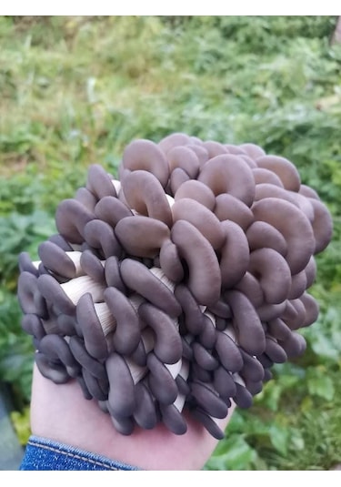 750 Adet Kavak Mantarı Tohumu, Ekim Poşeti Ve Kılavuz