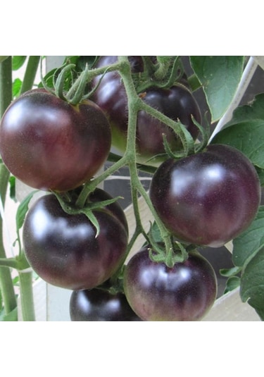Nadir Black Cherry Siyah Domates Tohumu 15 Tohum