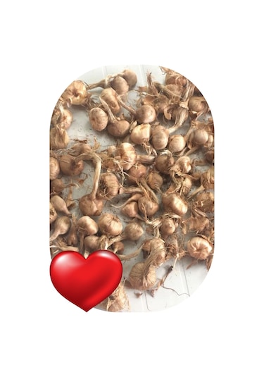 4 Adet Safran Soğanı