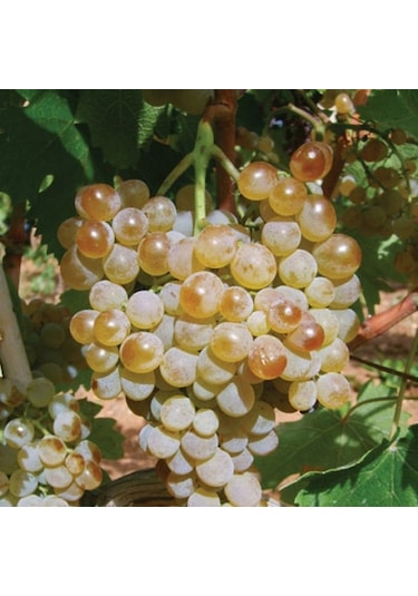 Tüplü Sarmalık Dolmalık Yaprakları Olan Sofralık Narince Üzüm Fidanı