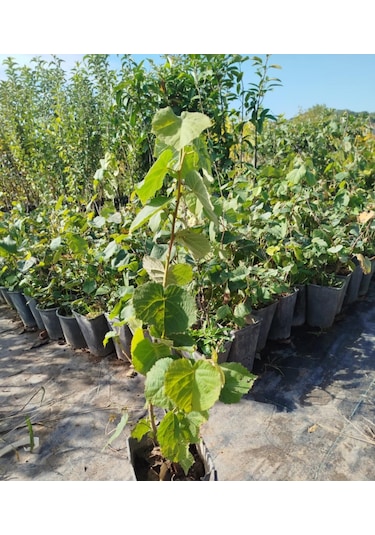 Ihlamur Ağacı Fidanı 50-100 Cm Tilia Tomentosa 2-3 Yaş