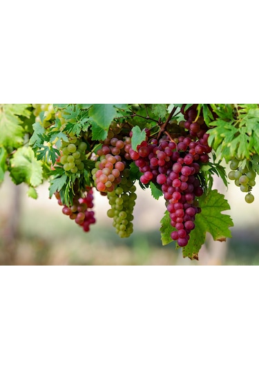 Full Mol 2.4 ( Humik Fulvik Asit ) 5 KG Sıvı Organik Gübre