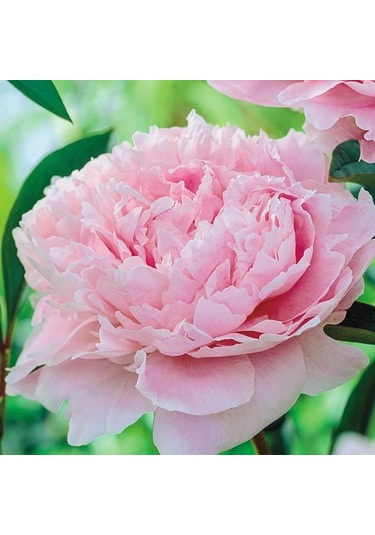 Peonies Festiva Maxima Pink Şakayık Çiçeği Yumrusu 1 Adet