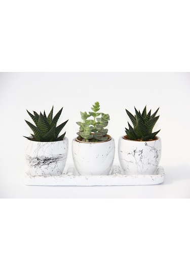 Trıo Whıte Sukulent Seti - Haworthia, Crassula Perforata