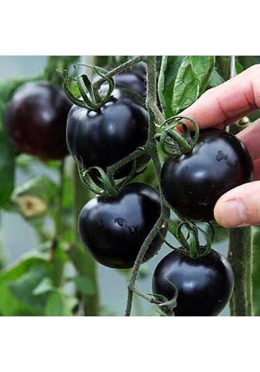 Siyah Cherry Domates Tohumu