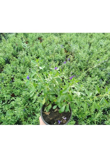 Mavi Süs Adaçayı 3 Adet - Salvia Microphylla Blue Monrovia