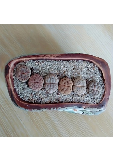 Willowhaven 1.1lb Doğal Yuvarlak Kum Paketi Akvaryum Bahçe Evcil Hayvan Kumu