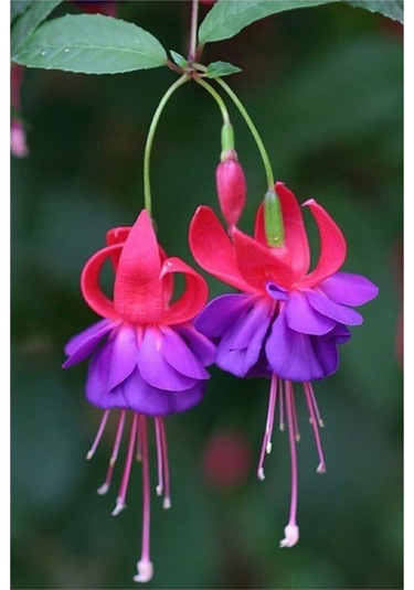 Küpeli Çiçeği Tohumu 5 Adet Tohum Çiçek Tohumu