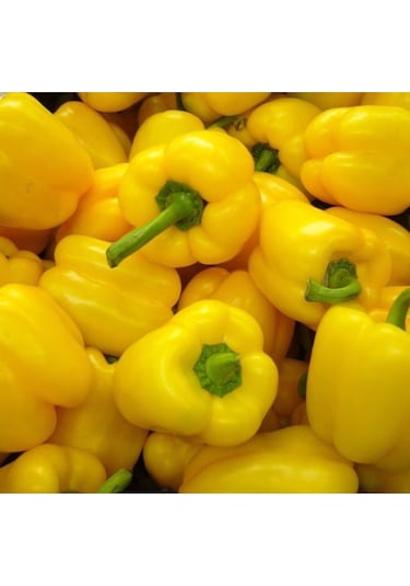 Sarı Dolma Biber Tohumu Bahçevilya
