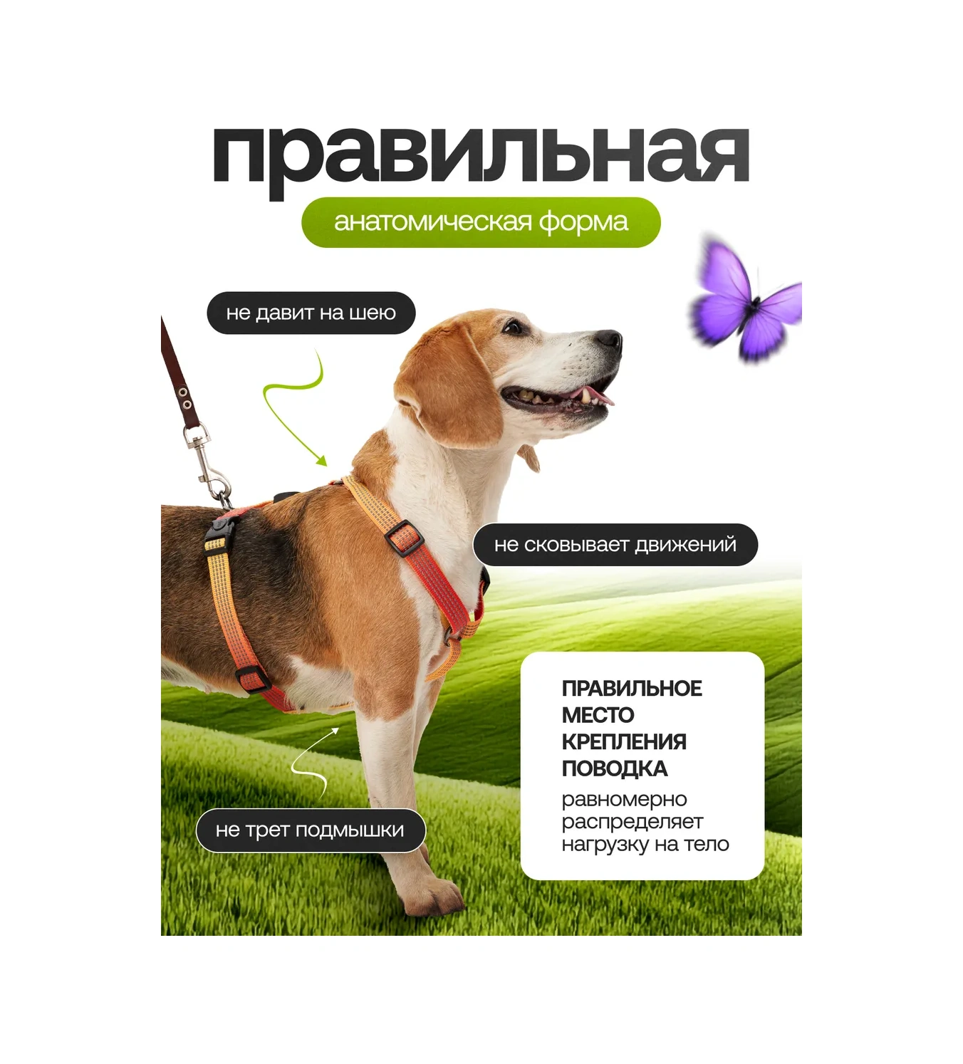 Petfort Köpekler İçin Anatomik Tasma 431183339