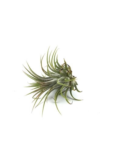 Tillandsia Harrisii (Hava Bitkisi)