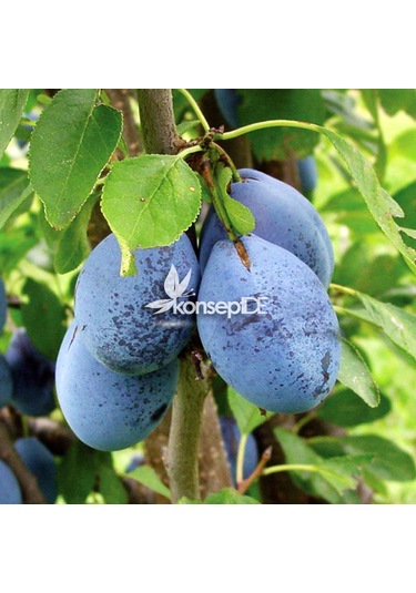 Erik Stanley Birton Fidanı