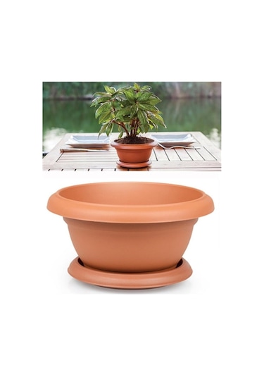 Zinnia Tohumu Zinnia Elegans Saksı Toprak Seti