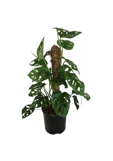 Monstera Obliqua - Sarmaşık Cins Deve Tabanı 80-100 Cm