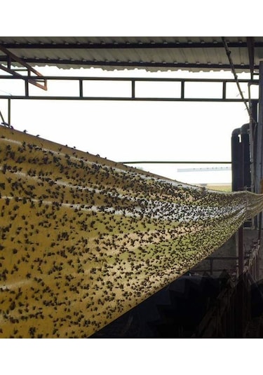 Karasinek Tuzagı Sinbant 15Cmx100 Metre