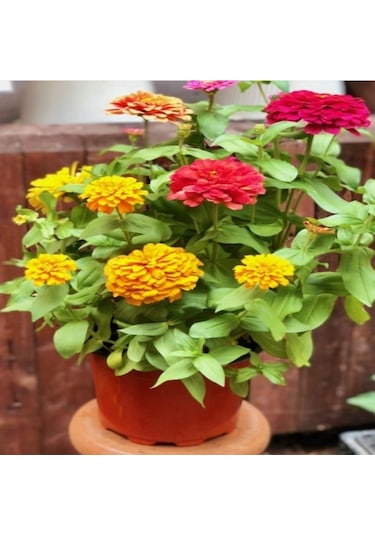 Super Yoga Scarlet Zinya Çiçeği Tohumu 40 Tohum