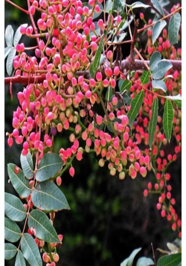 Menengiç Çitlembik Ağacı Fidanı 2 Yaş