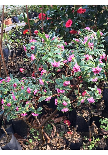 Kafkas Gülü Daphne Kokulu 20-35 Cm Tüplü