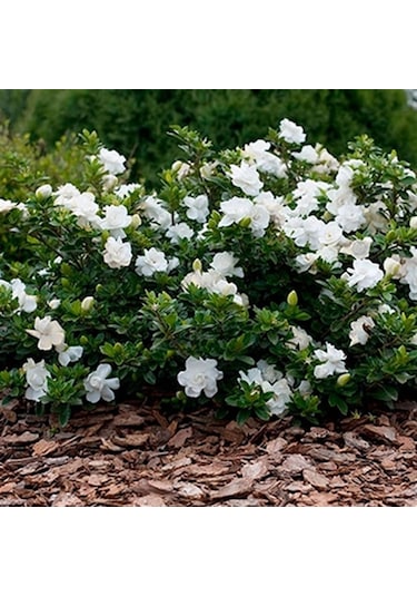 Gardenya 50-80 Cm 2-3 Yaş Yoğun Kokulu
