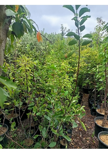 Yeşil Deniz Fidancılık Tüplü Mürdüm Erik Fidanı 100-150 Cm