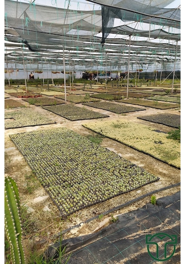 Mammillaria Elongata. Lady Finger. Sarı Dikenli Kaktüs. Bol Yavru