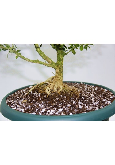 Bonsai Buxus - 7 Yaşında Hediyelik Bonsai Ağacı