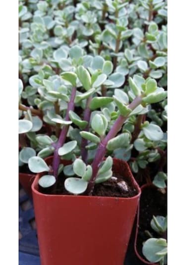 Portulaca Afra Variegata Alacalı Fil Azığı Sukulent Bitki
