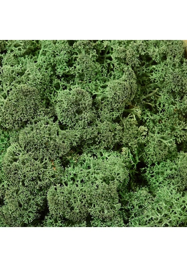 Reindeer Moss Dark Şoklanmış Norveç Yosunu 250gr