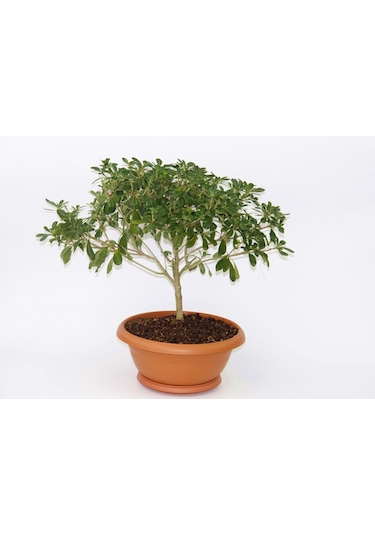 Bonsai Yıldız Çalısı Pitosporum Ev / Ofis Bitkisi