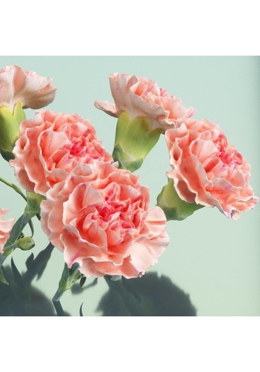 Chabaud Pure Rose Karanfil Çiçeği Tohumu 70 Adet N113778