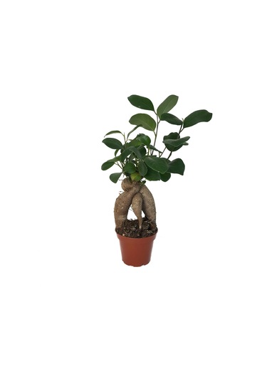 Ficus Bonsai - Ev ve Ofis Bitkisi N11.75