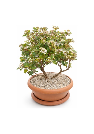 Bonsai Tinus Kartopu - Çiçek Açan Bonsai 7 Yaşında