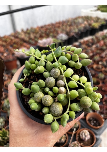 Senecio Rowleyanus-boncuk Sukulent-tesbih Sukulent 1 Adet