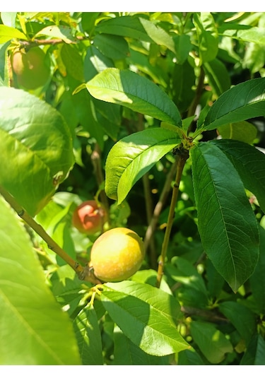 Yeşil Deniz Fidancılık Sweet Lady Nektarin Fidanı 70-120 Cm