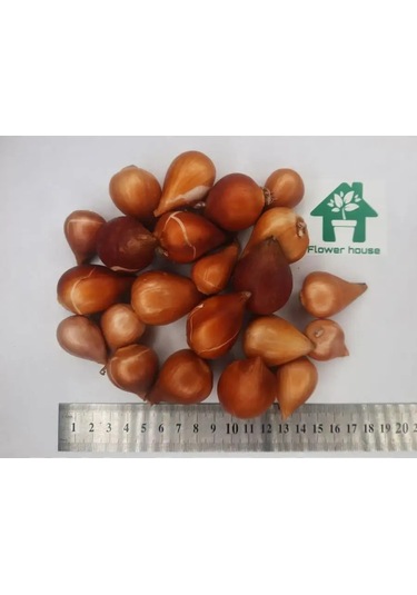 Flower House Mıx 10 Adet Lale Soğanı 162970124