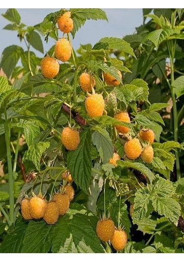 Ahududu Dikensiz Sarı+pembe+kırmızı 3 Adet