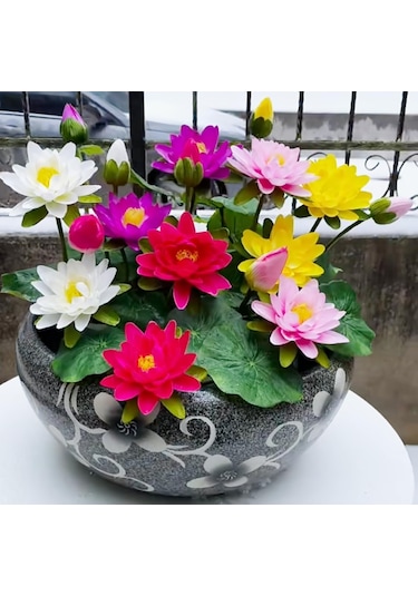 5 Adet Tohum Karışık Renkli Kase Lotus Çiçek Tohumu Organik Tohum