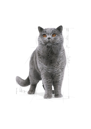 Royal Canin British Shorthair Yetişkin Kedi Maması 10 KG