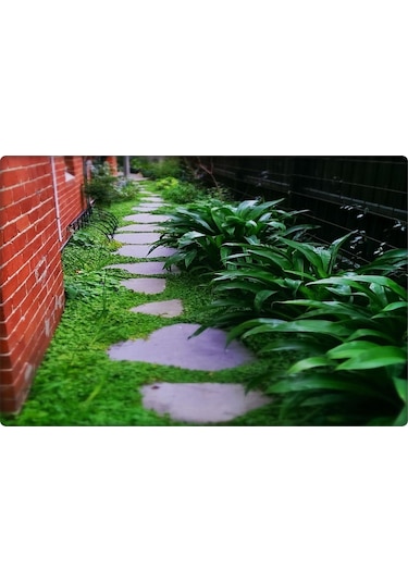Fare Kulağı TohumuDichondra Repens500 GR