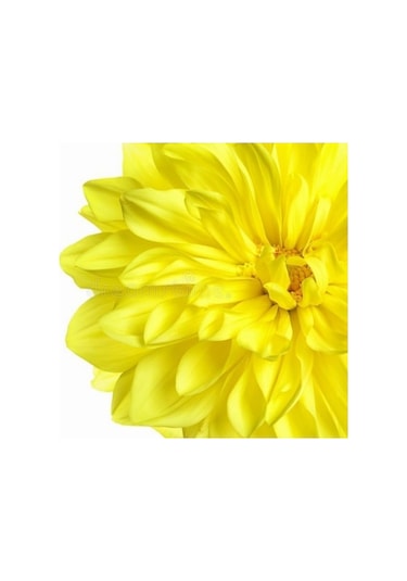 10 Adet Karışık Dahlia Çicek Tohumu 10 Adet Hediye Karışık Renk Gül Tohumu