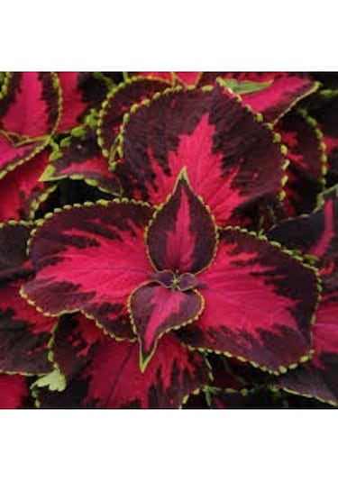 20 Adet Tohum Nadir Organik Kalyos Çiçeği Tohumu Hediye Tohumludur