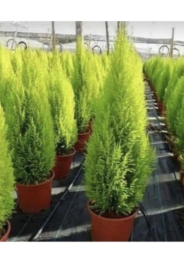 Limon Çamı Limoni Servi Fidanı 2 Yaşında 30-35 Cm