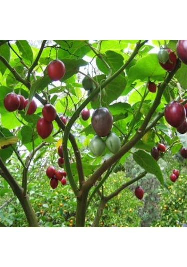 Tamarillo 70-100 Cm Tüplüdür
